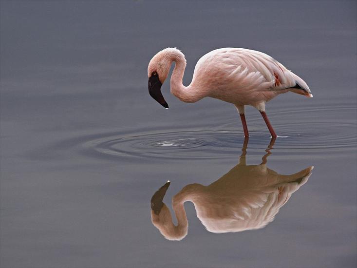 Ptaki - Flamingo.jpg