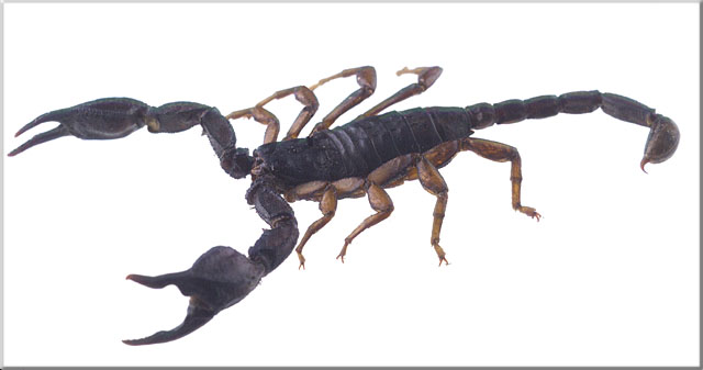 pająki i skorpiony - Skorpion Euscorpius italicus1-Włochy.jpg