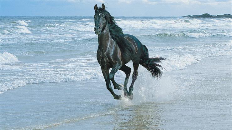 przyroda - 1280x720 HD Wallpaper - The Black Horse Story.jpg