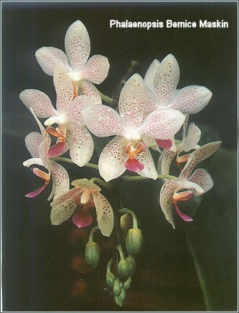 Orchideje - p_bernice_t.jpg
