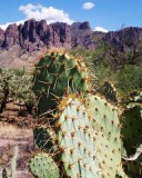 piykne widoki - kaktus-128x160.jpg