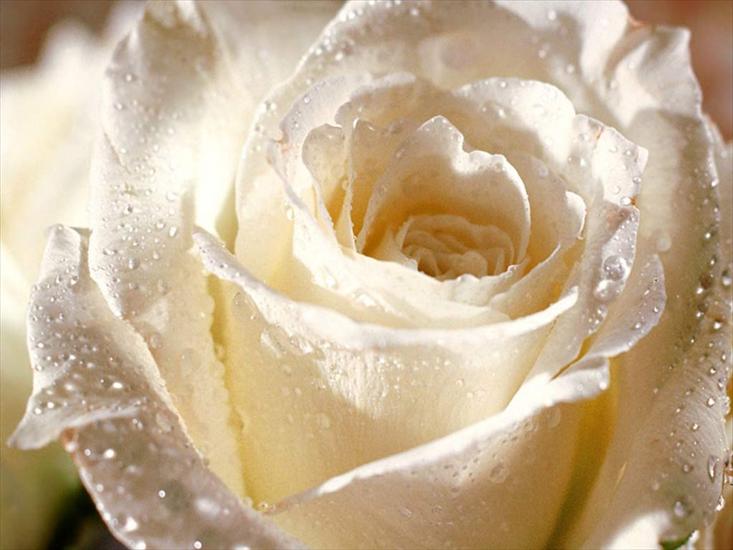  02 - Flower_-_White_Rose_for_You.jpg