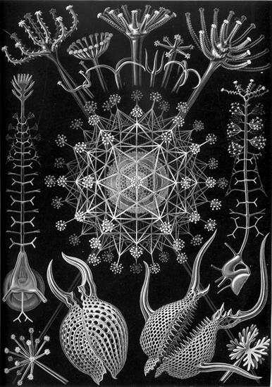 Ernst Haeckel - Kunstformen der Natur 1904 - Haeckel_Phaeodaria_61.jpg