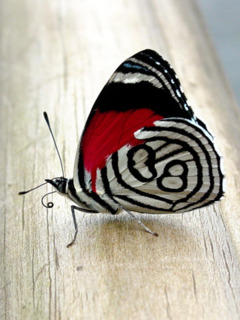 na telefon - Butterfly 11.jpg
