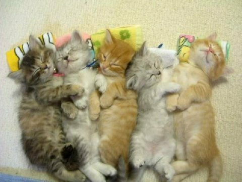 zwierzęta - spiace kociaki.bmp