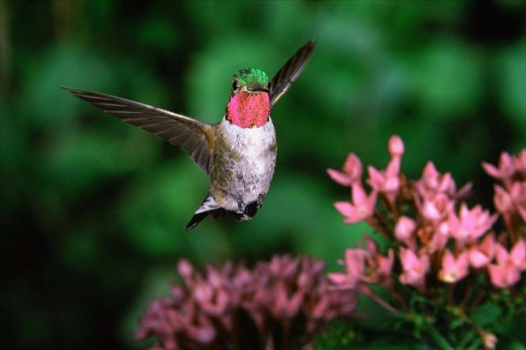 Webshots Collections - Broadtail Hummingbird  www.dancingpelican.com.jpg