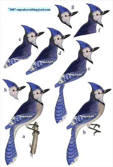 szablony 3D- zwierzęta - bluebird.jpg