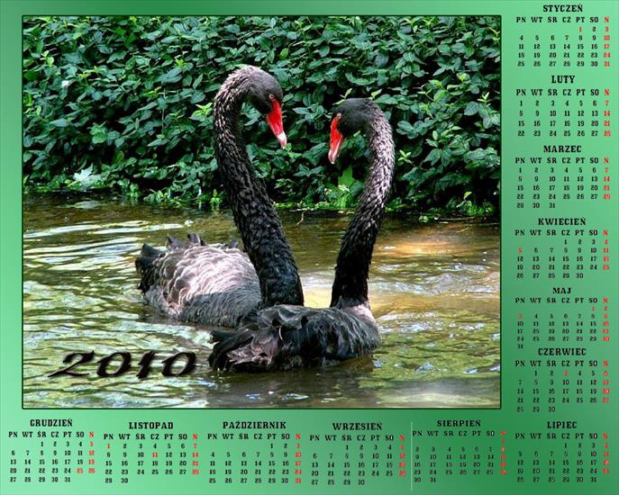 Kalendarze z ptakami - Bez nazwy 50.jpg