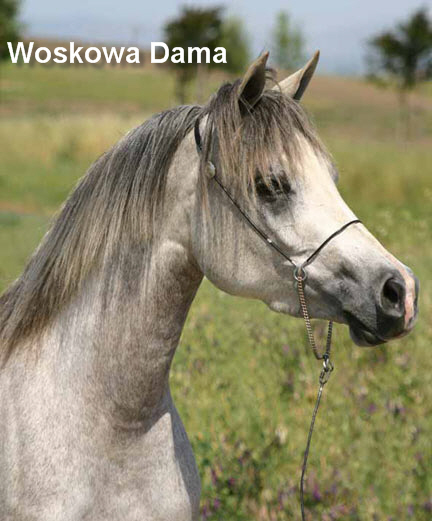 konie polskie i perszerony - jyselle17ww.jpg