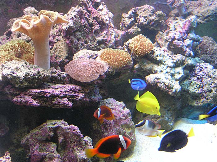 Podwodny świat - rybki.jpgiiiiiiiiii