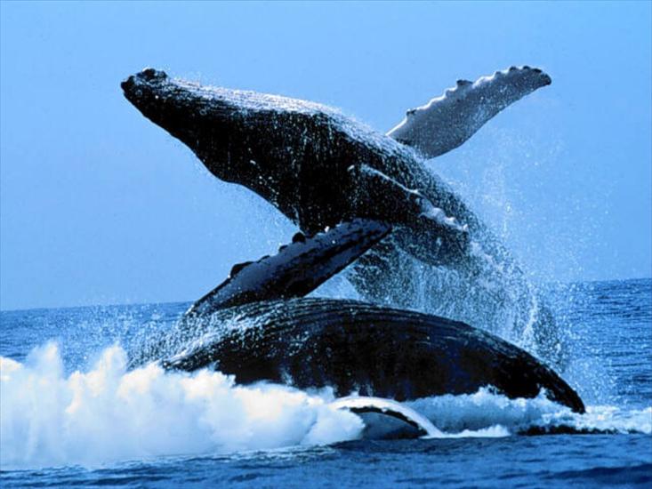 Podwodne widoki - baleines_016.jpg