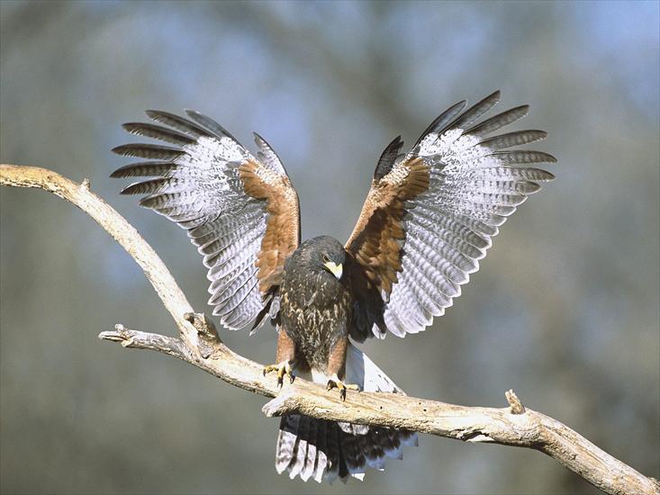 Ptaki - Harris Hawk, Arizona.jpg