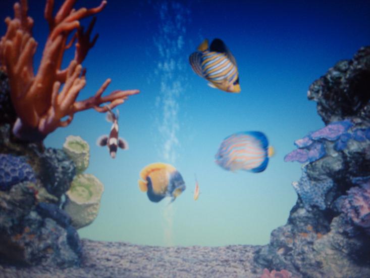 Akwarium koralowe i egzotyczne rybki na zdjęciach - 2009-09-16_01-07-10_P9163874.JPG