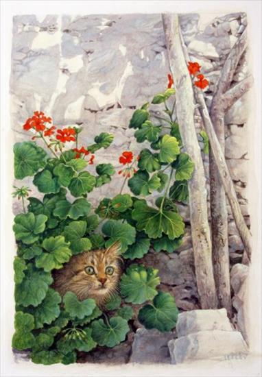 Koty i kwiaty - KATIA-GREEK-TABBY-IN-GERANIUMS-1-C23034.jpg