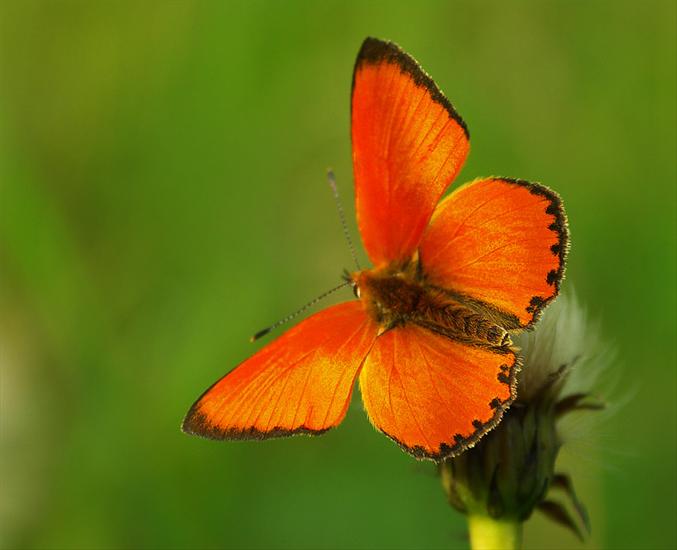 Piękne motyle - MOTYLE 191.jpg