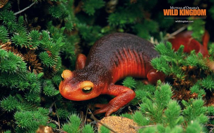 Zwierzaki - salamander.jpg