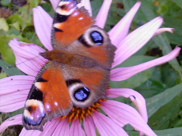 Motyle na kwiatach - Motyl 24.jpg