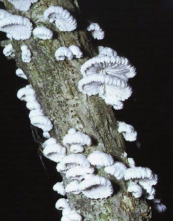 Mykologia - zdjęcia kolokwium rozpoznawanie - schizophyllum commune- rozszczepka pospolita.jpg