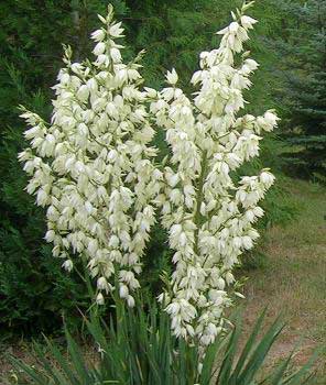 Yucca - juka1.jpg