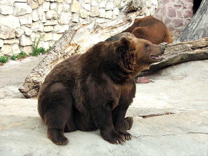 Bears - 58.jpg