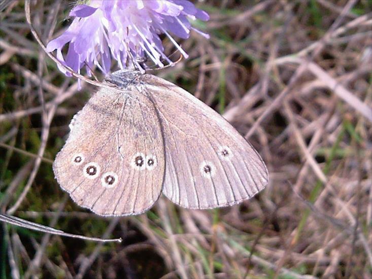 Motyle na kwiatach - Zdjęcia-0017.jpg
