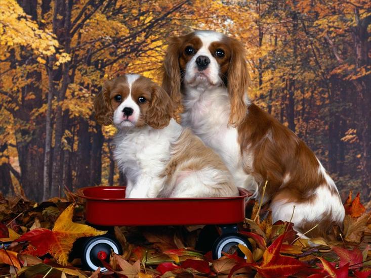06 Dogs 1600x1200 - Cavalier King Charles Spaniel Mom and Pup.jpg