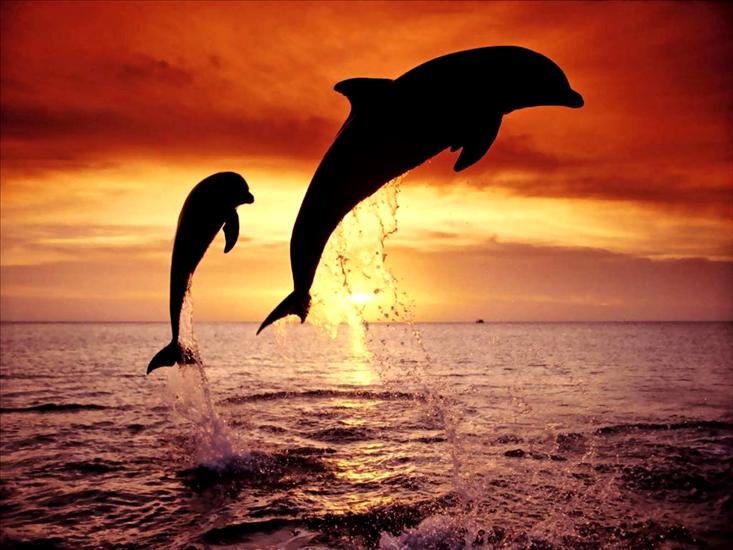delfiny i morze - DELFINY1.bmp