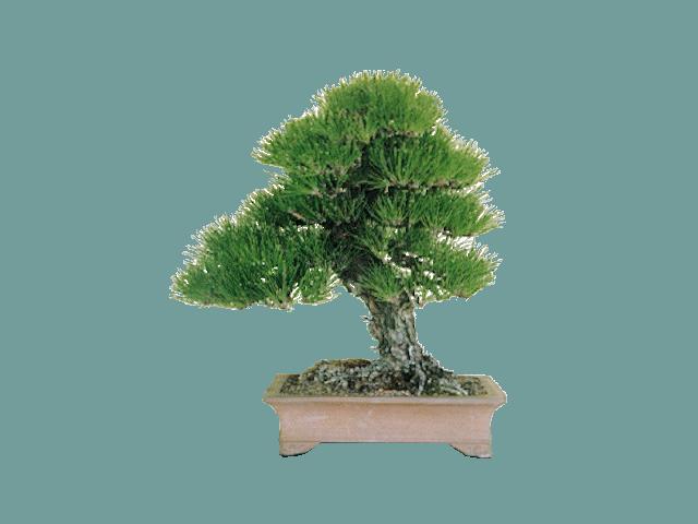 Drzewka Bonsai - Drzewko bonsai.JPG