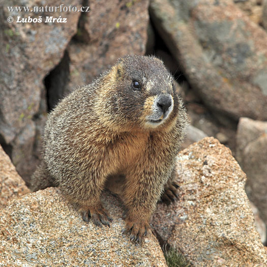 Male  słodkie futrzaki - świstak-marmota-flaviventris.jpg