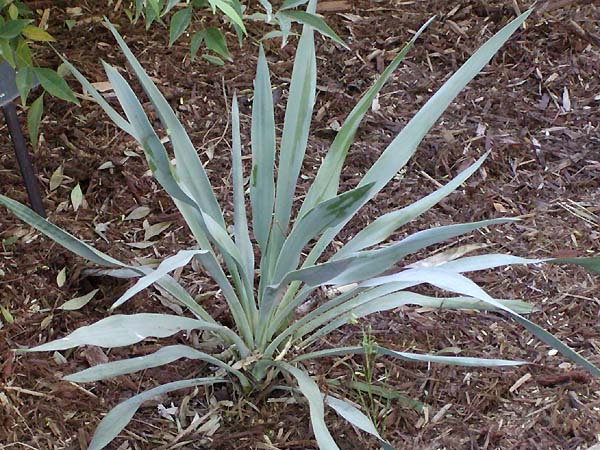 Yucca - Yucca_pallida1.jpg