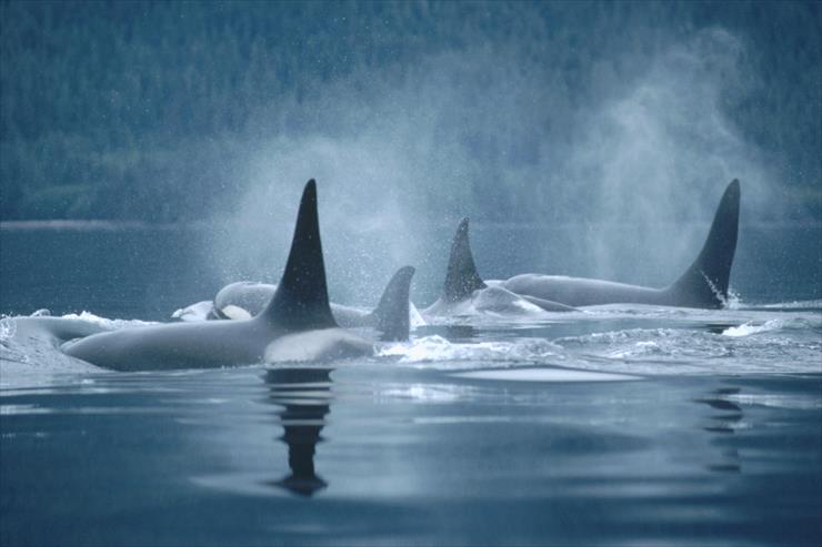 Ocean Life - 02 - Orca Group Surfacing, Johnstone Straits, British Columbia, Canada.jpg