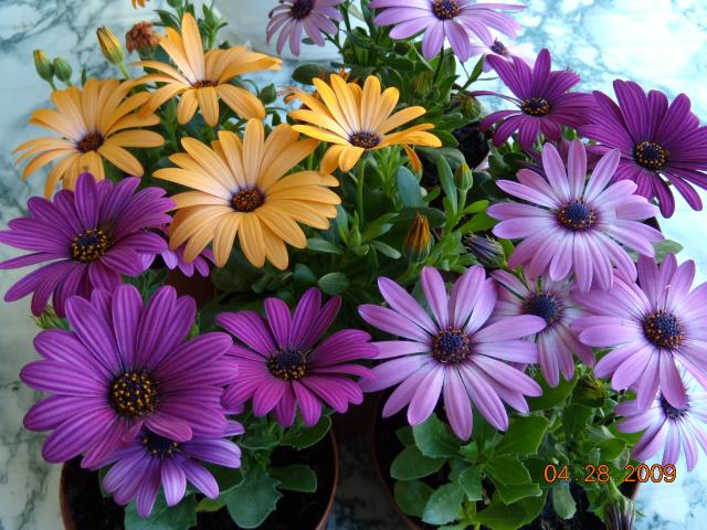 Kwiaty różne - Ostoperium.jpg