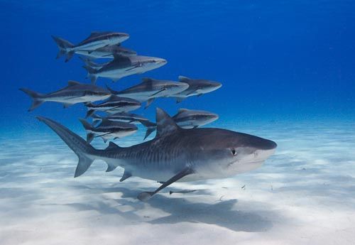 pływające - Tiger Sharks.jpg