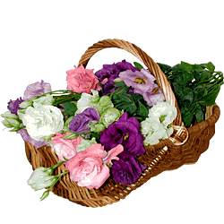Kwiaty gify w koszach - kwiaty166.gif