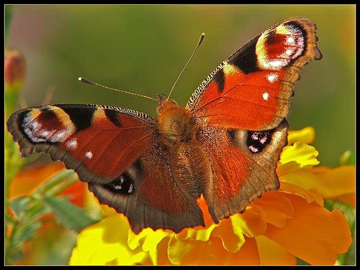 Piękne motyle - MOTYLE 228.jpg