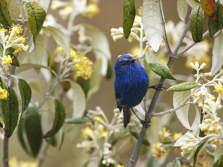 Ptaki - Blue-and-Black Tanager, Andes, Peru.jpg