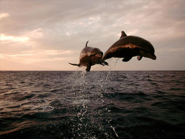 galeria wodna i podwodna - Taking Flight, Bottlenose Dolphins1.jpg