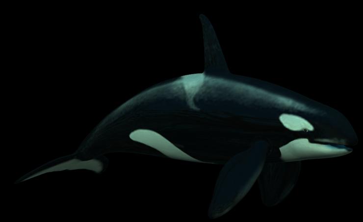  Zwierzaki  PNG - ORCA.png