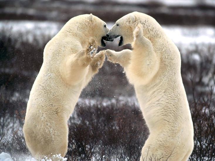 Misie - Polarne, grizzly, inne - Sparring_Polar_Bears_Churchill_Manitoba_Canada-1600x1200.jpg
